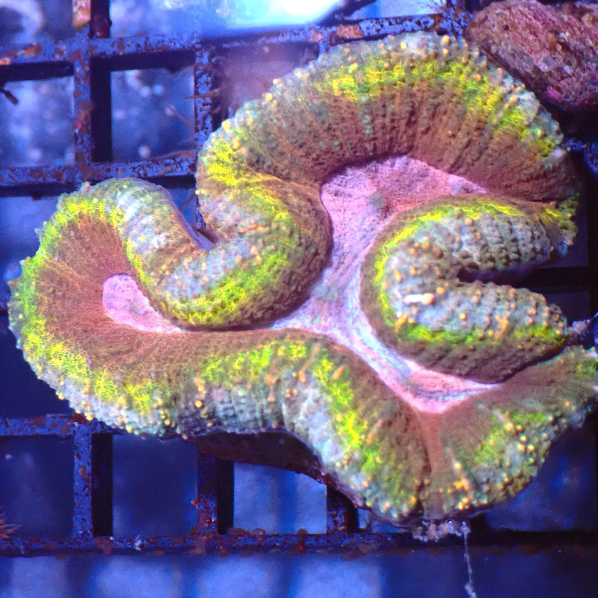 Lobophyllia (Lobo) AA014 | Lobophyllia sp. - Red Sea 15K