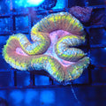 Lobophyllia (Lobo) AA014 | Lobophyllia sp. - Red Sea 20K LED