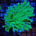 Long Tentacle Plate Coral AA001 | Heliofungia actiniformis