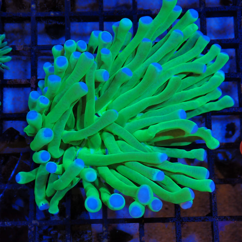 Long Tentacle Plate Coral AA1 Heliofungia actiniformis LT8300001