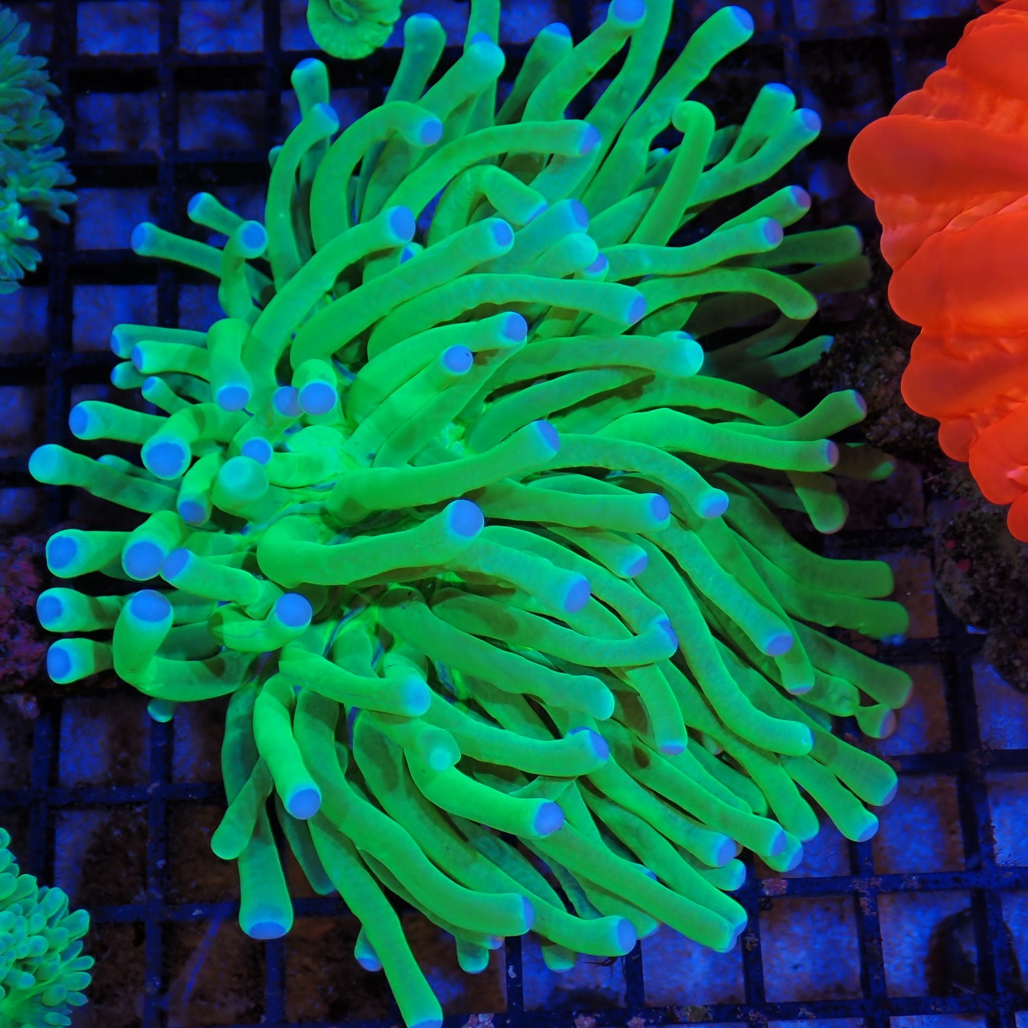 Long Tentacle Plate Coral AA002 | Heliofungia actiniformis