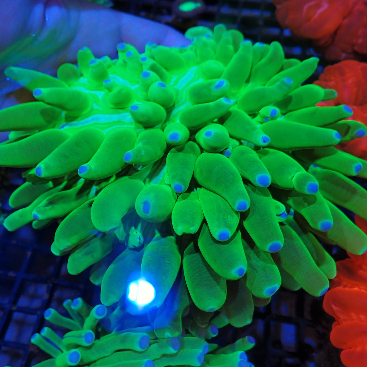 Long Tentacle Plate Coral AA003 | Heliofungia actiniformis