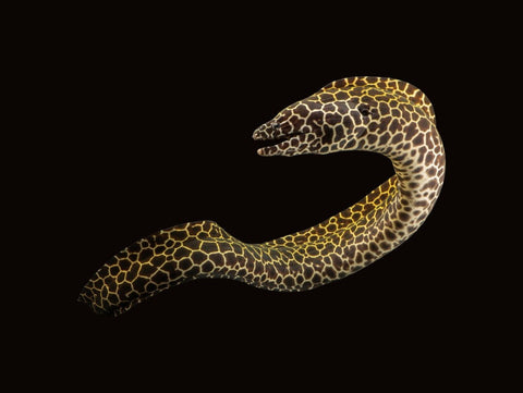 Laced Moray | Gymnothorax favagineus