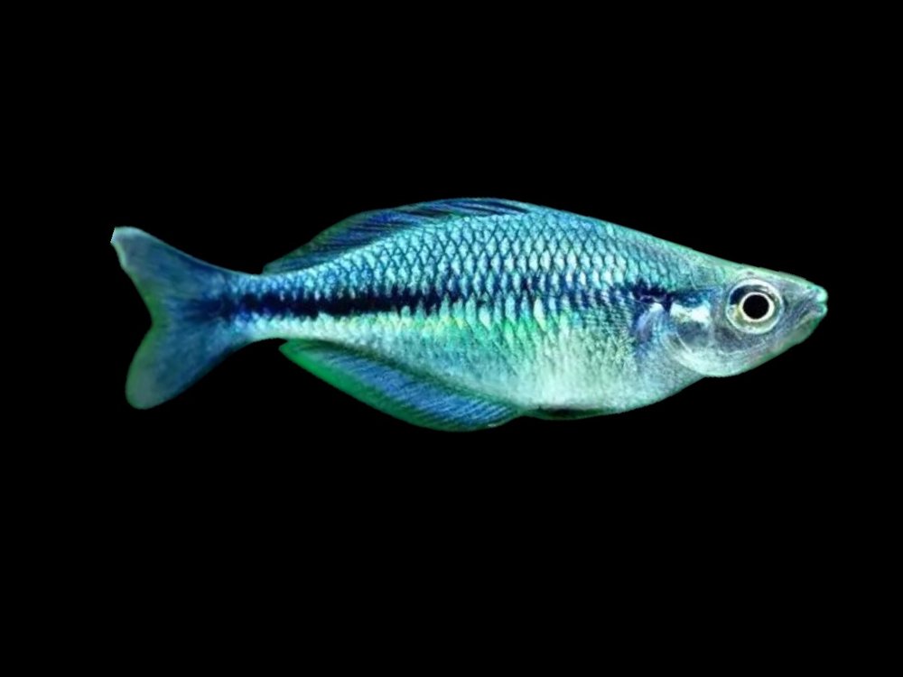 Lake Kutubu Rainbowfish