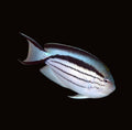 Lamarck's Angelfish Female | Genicanthus lamarck