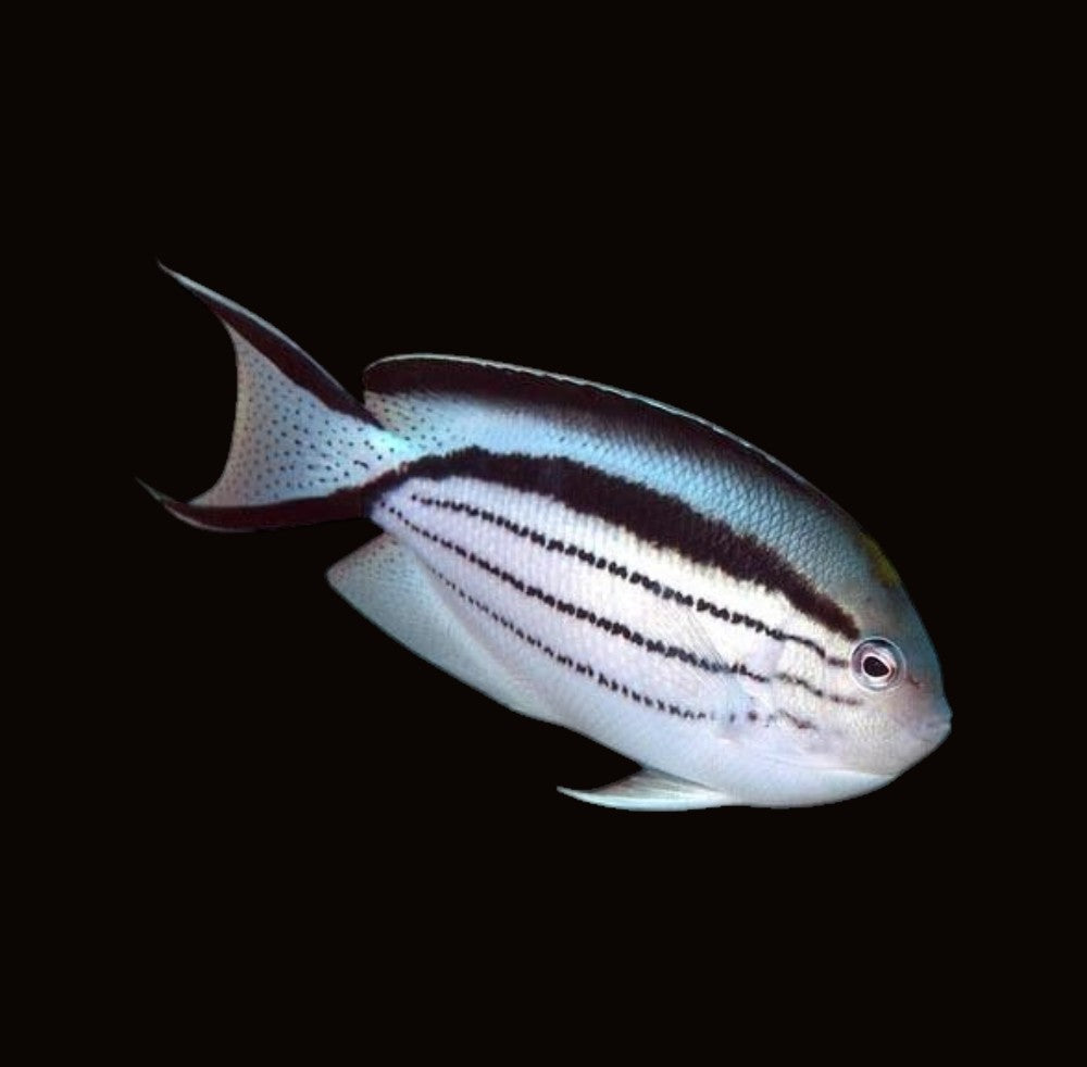 Lamarck's Angelfish Female | Genicanthus lamarck