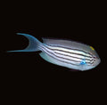 Lamarck's Angelfish Male | Genicanthus lamarck