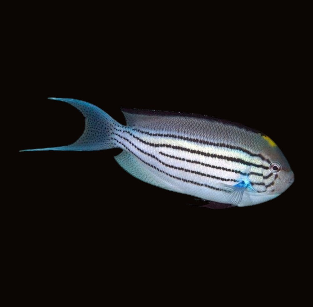 Lamarck's Angelfish Male | Genicanthus lamarck
