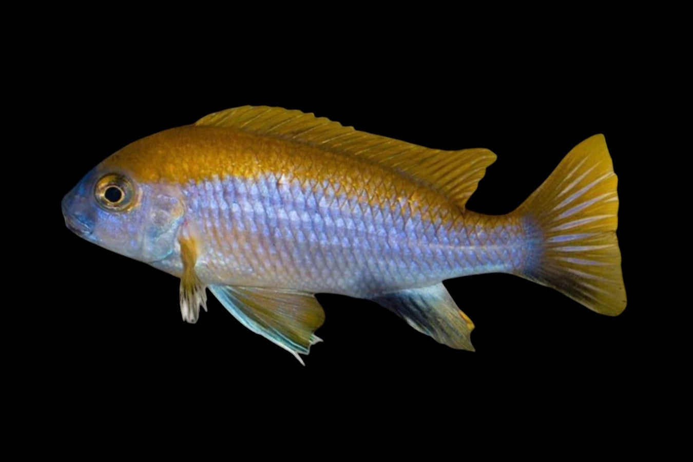Lawsi Cichlid
