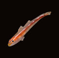 Leather Coral Goby | Pleurosicya muscarum