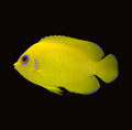 Lemonpeel Angelfish | Centropyge flavissima