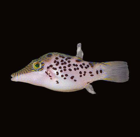 Leopard Puffer | Canthigaster leoparda