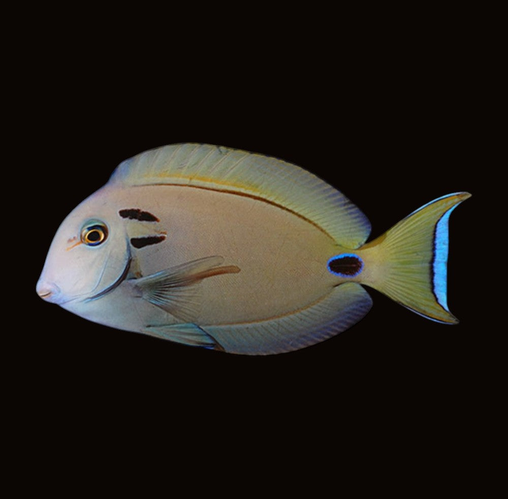 Lieutenant Tang | Acanthurus tennenti