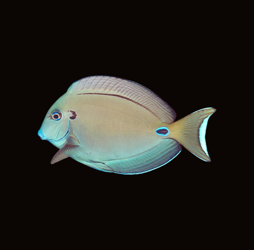 Lieutenant Tang | Acanthurus tennenti
