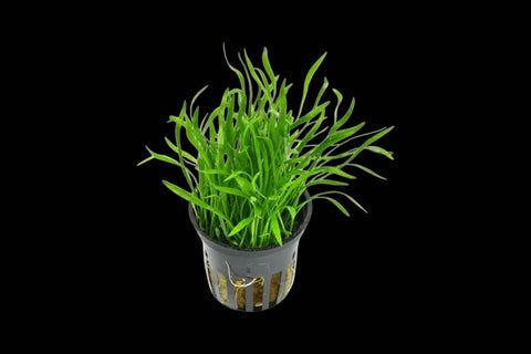 Lilaeopsis In Pot