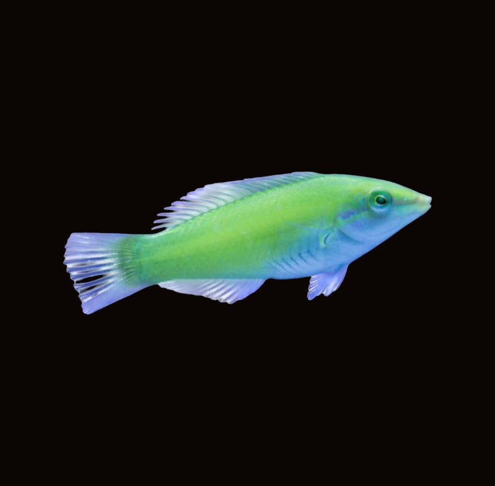 Lime Wrasse | Thalassoma lutescens
