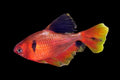Long Fin Serpae Tetra