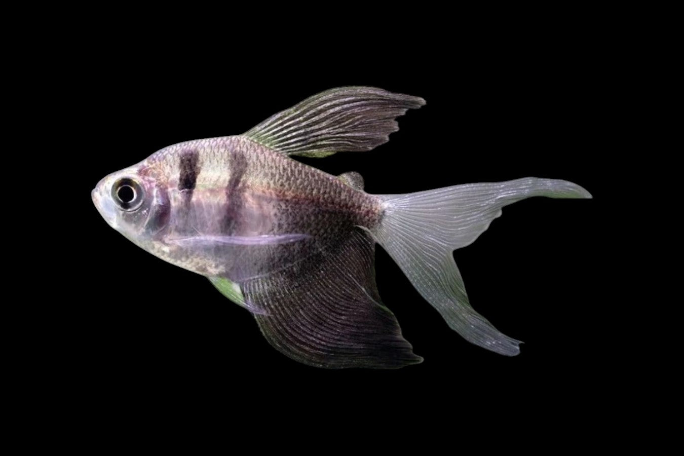 Long Fin Black Widow Tetra