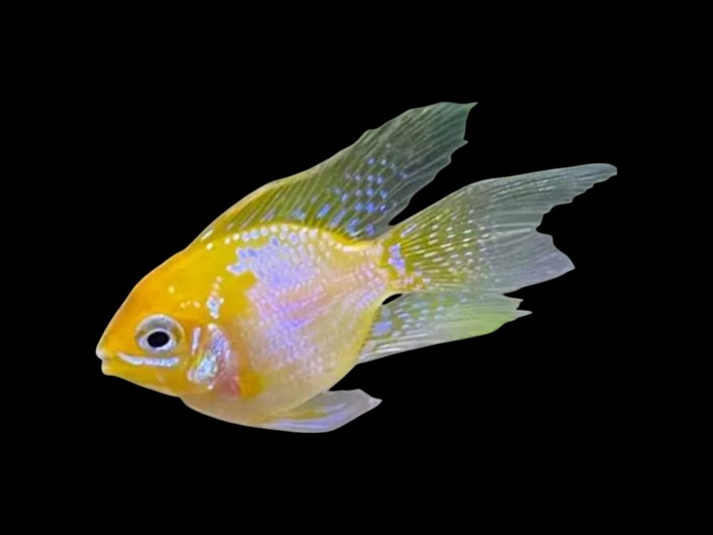 Longfin Balloon Sunshine Gold Ram