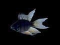 Longfin Black Balloon Ram