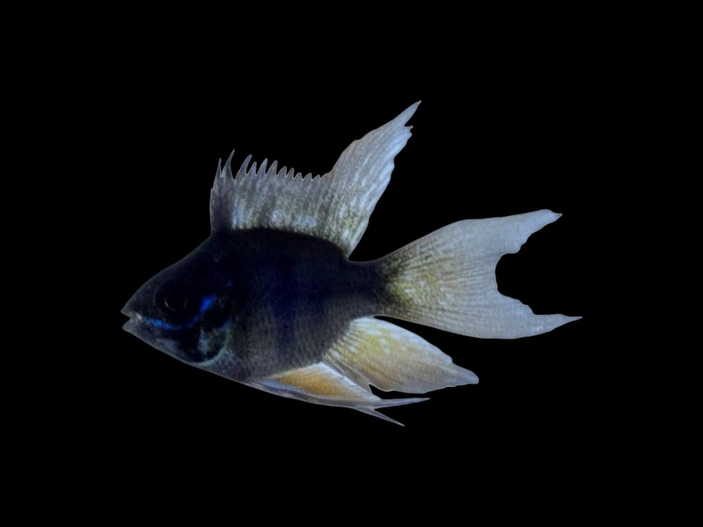 Longfin Black Balloon Ram
