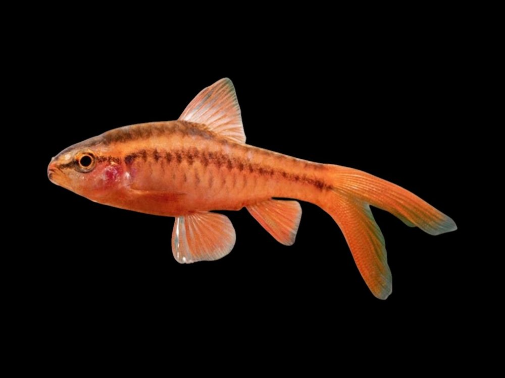 Longfin Cherry Barb