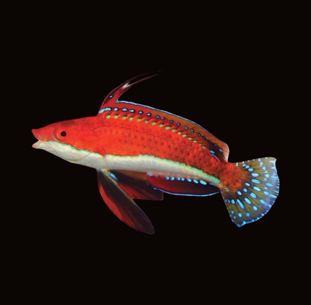 Long Fin Fairy Wrasse | Cirrhilabrus rubriventralis