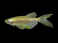 Longfin Gold Leopard Danio