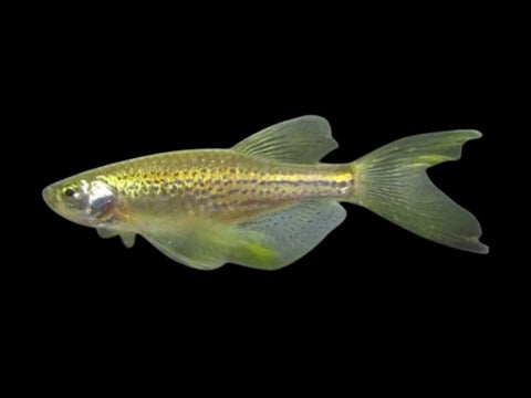 Longfin Gold Leopard Danio
