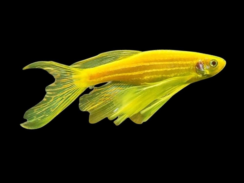 Longfin Gold Zebra Danio