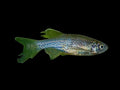 Longfin Leopard Danio