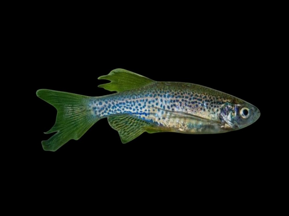 Longfin Leopard Danio