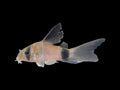 Longfin Panda Corydoras
