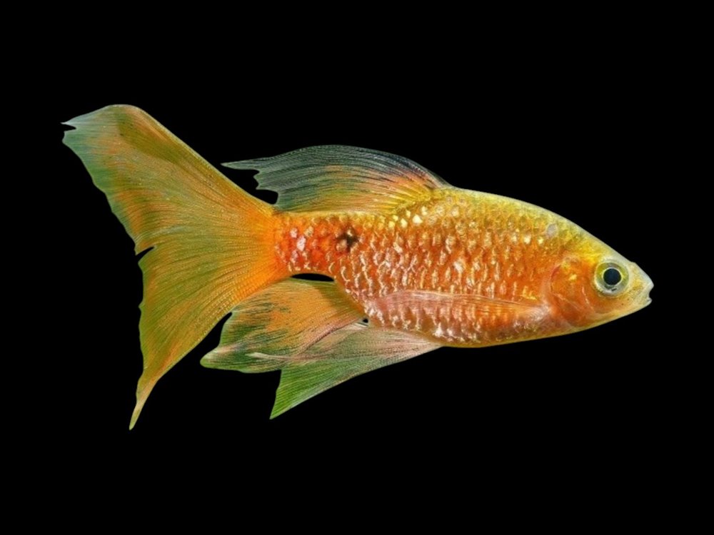 Longfin Rosy Barb