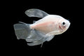 Longfin White Widow Tetra