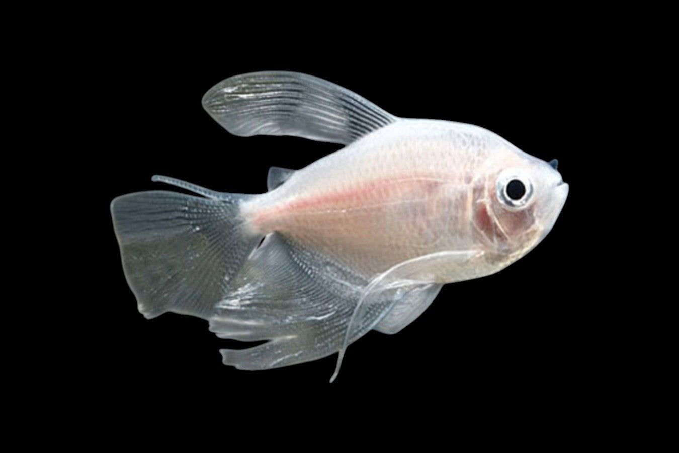Longfin White Widow Tetra