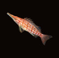 Longnose Hawkfish | Oxycirrhites typus