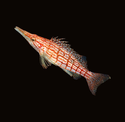 Longnose Hawkfish | Oxycirrhites typus