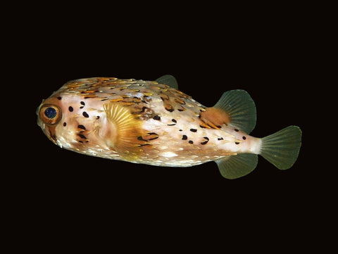 Long-Spine Porcupinefish | Diodon holocanthus