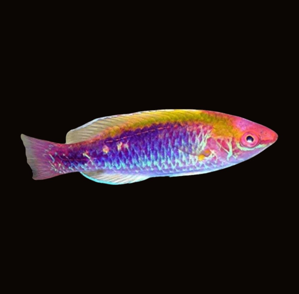 Lubbocks Fairy Wrasse | Cirrhilabrus lubbocki