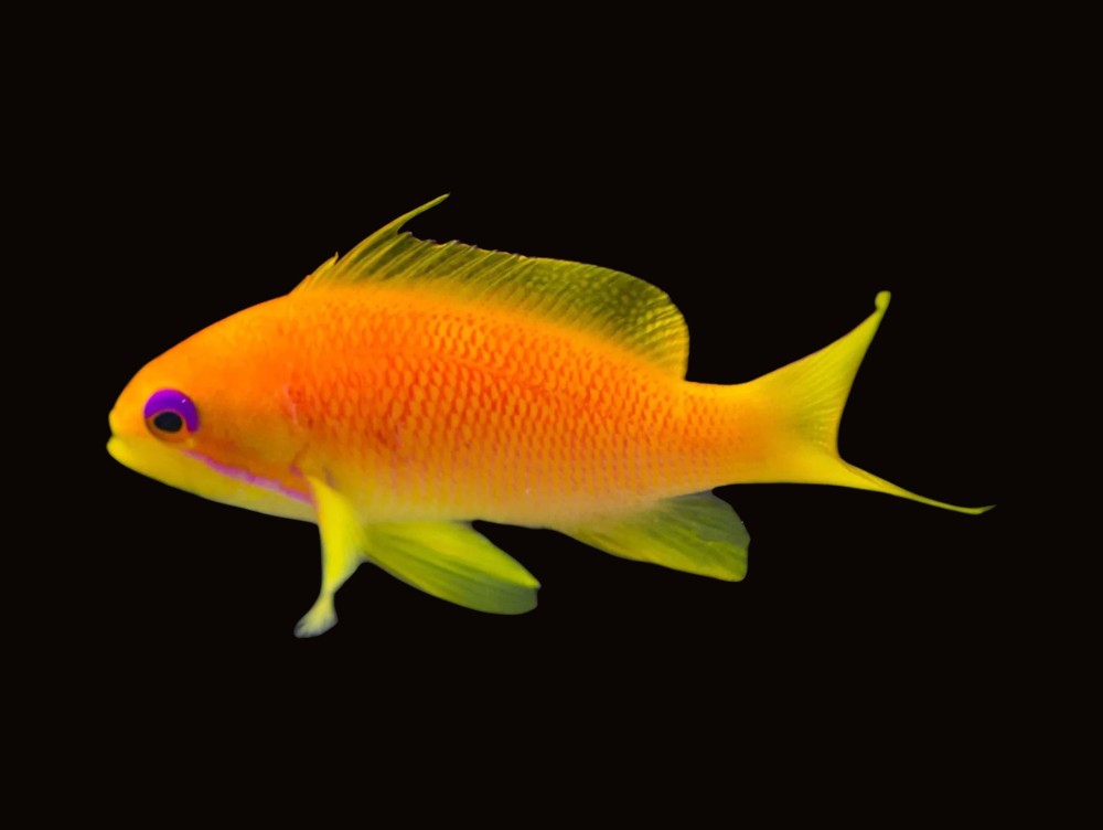 Lyretail Anthias Female | Pseudanthias squamipinnis