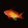 Lyretail Anthias Male | Pseudanthias squamipinnis