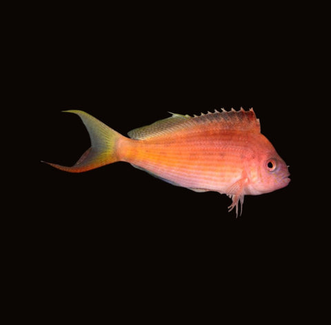 Lyretail Hawkfish | Cyprinocirrhites polyactis
