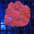 Montipora Sp AA001 | Montipora sp.
