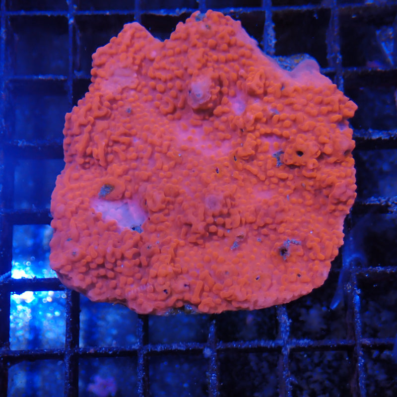 Montipora Sp AA001 | Montipora sp.