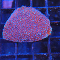 Montipora Sp AA002 | Montipora sp.