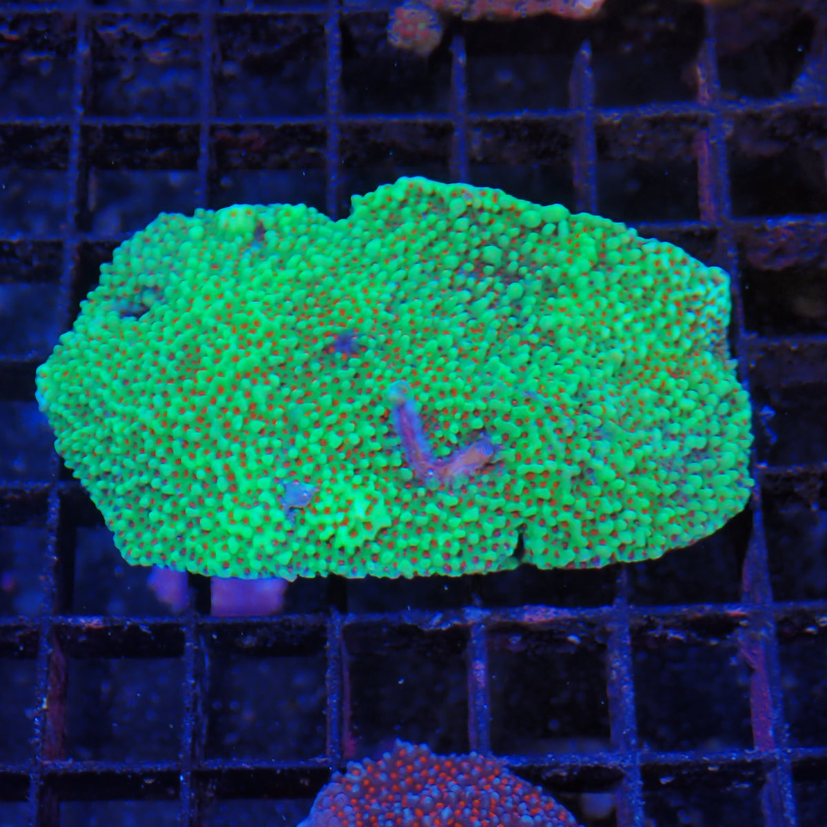 Montipora Sp AA003 | Montipora sp.