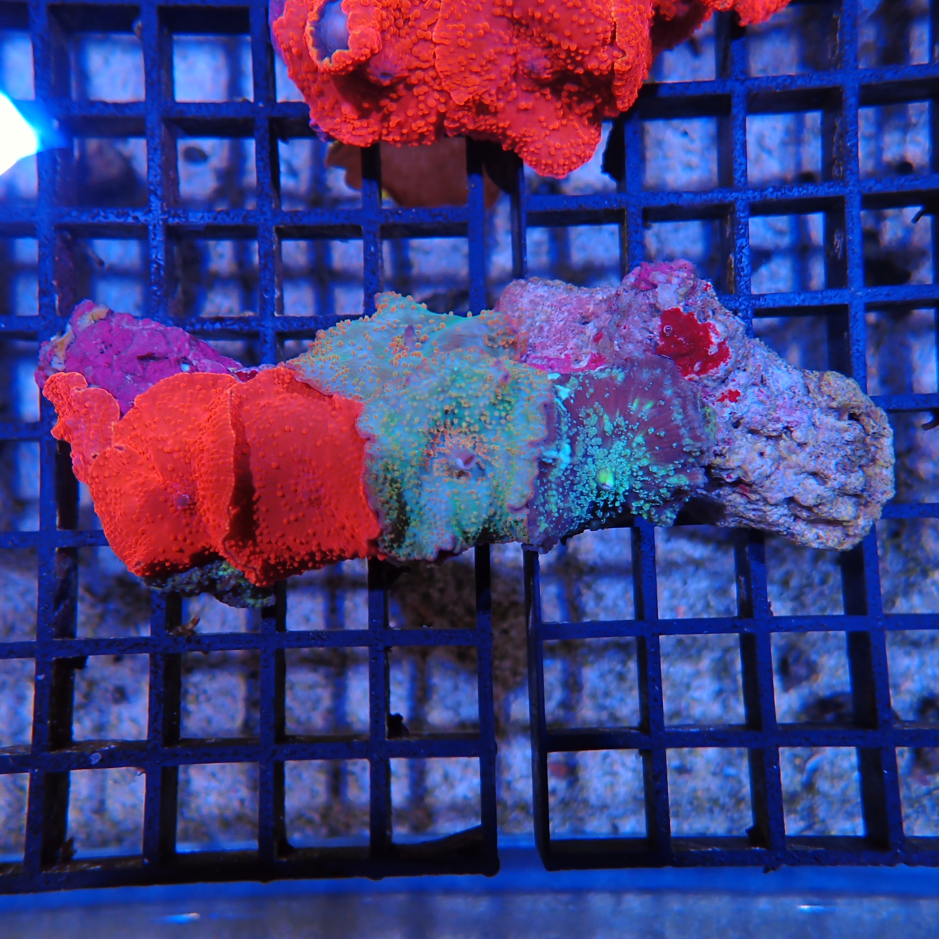 Corallimorphs Rock AA001 | Ricordea / Rhodactis sp.