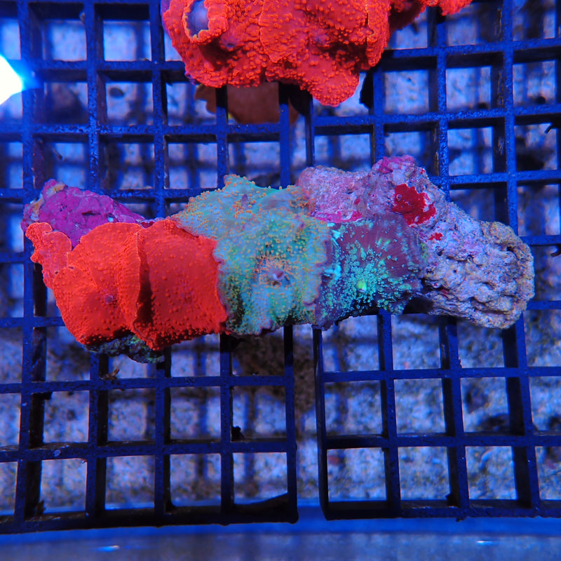 Corallimorphs Rock AA1 | Ricordea / Rhodactis sp.