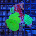 Corallimorphs Rock AA004 | Ricordea / Rhodactis sp.